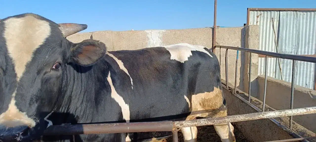 گوشت گوساله|خوردنی و آشامیدنی|بهار, |دیوار