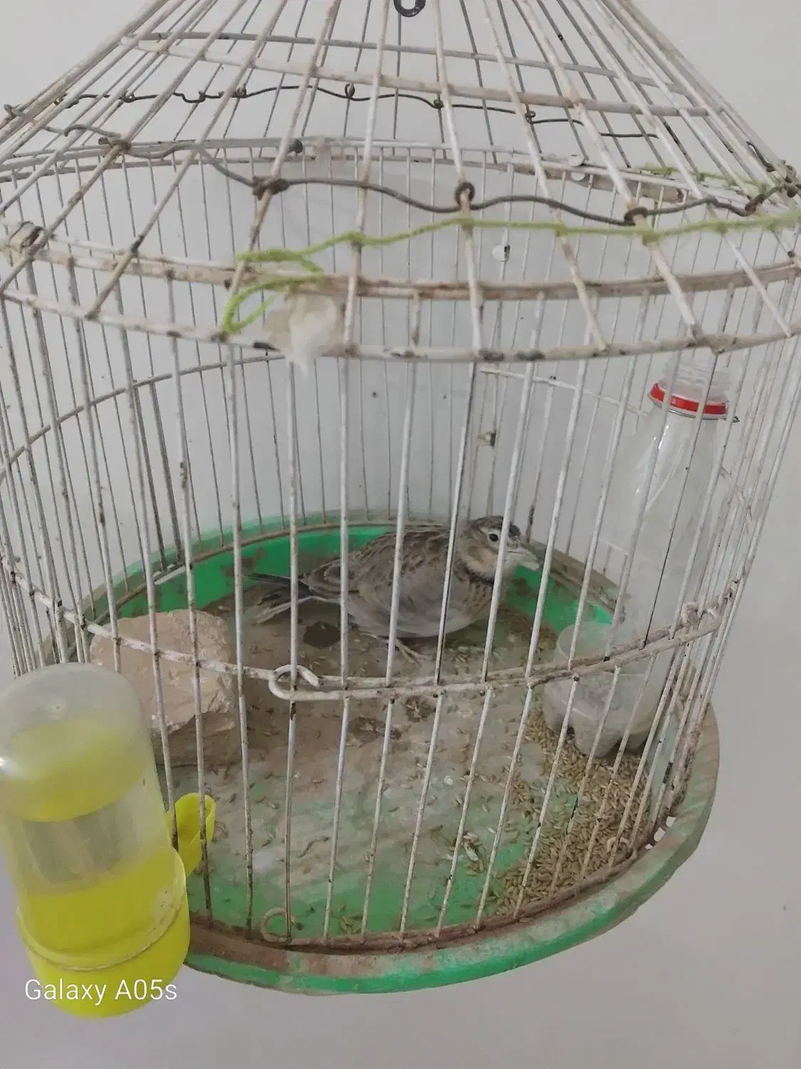 قناری بشرط|پرنده|تربت جام, معدآباد|دیوار