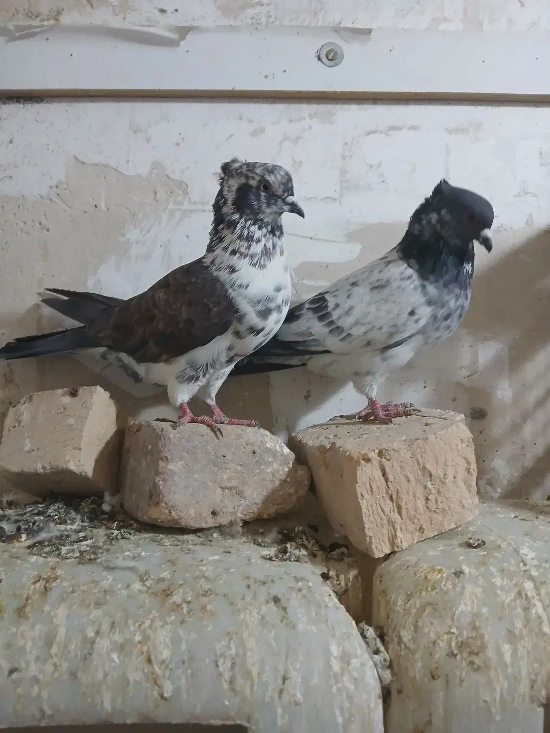 گبوتر|پرنده|نسیمشهر, |دیوار