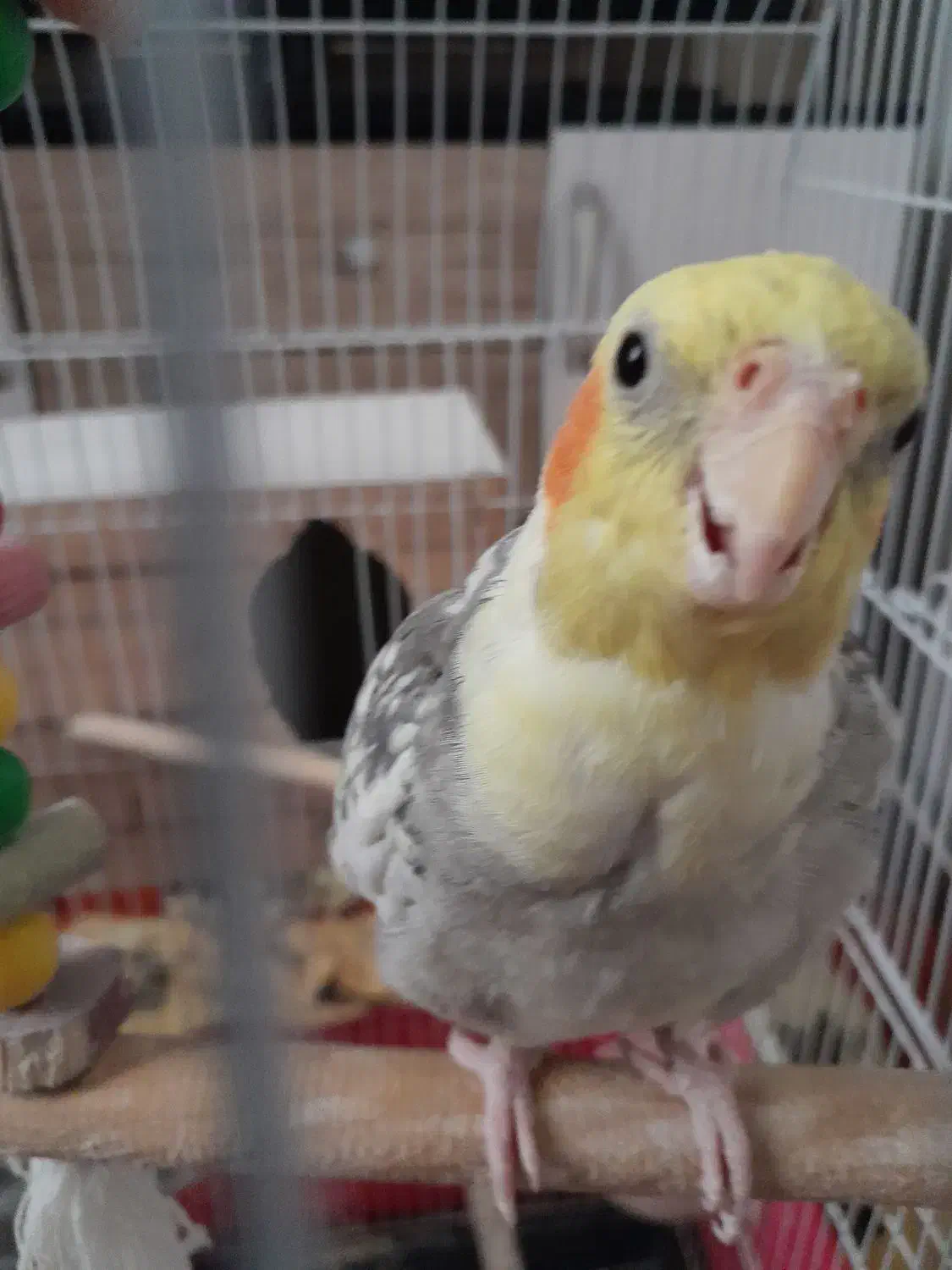 عروس هلندی|پرنده|ری, هاشم‌آباد|دیوار