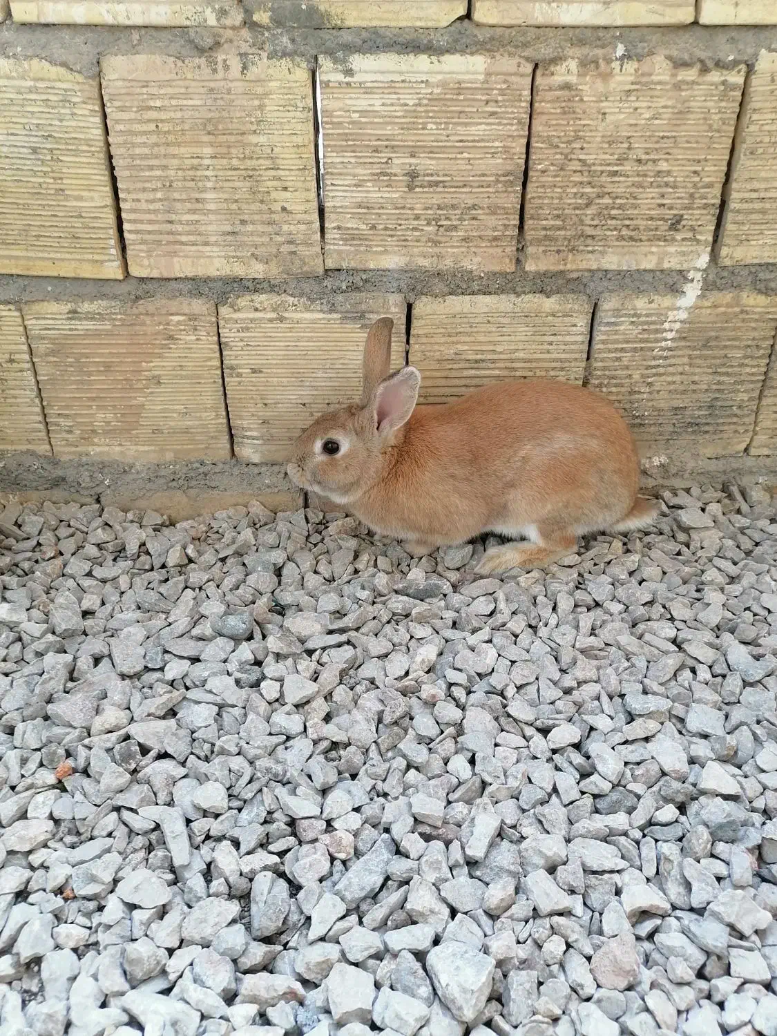 فروش خرگوش|موش و خرگوش|مبارکه, |دیوار