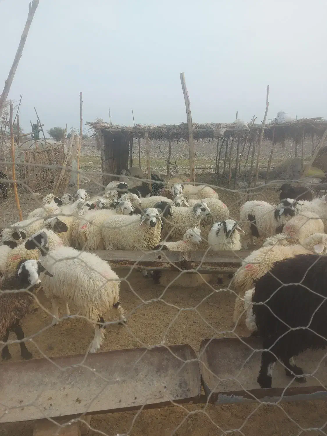 فروش بره ی پروار|حیوانات مزرعه|اسماعیلی, |دیوار