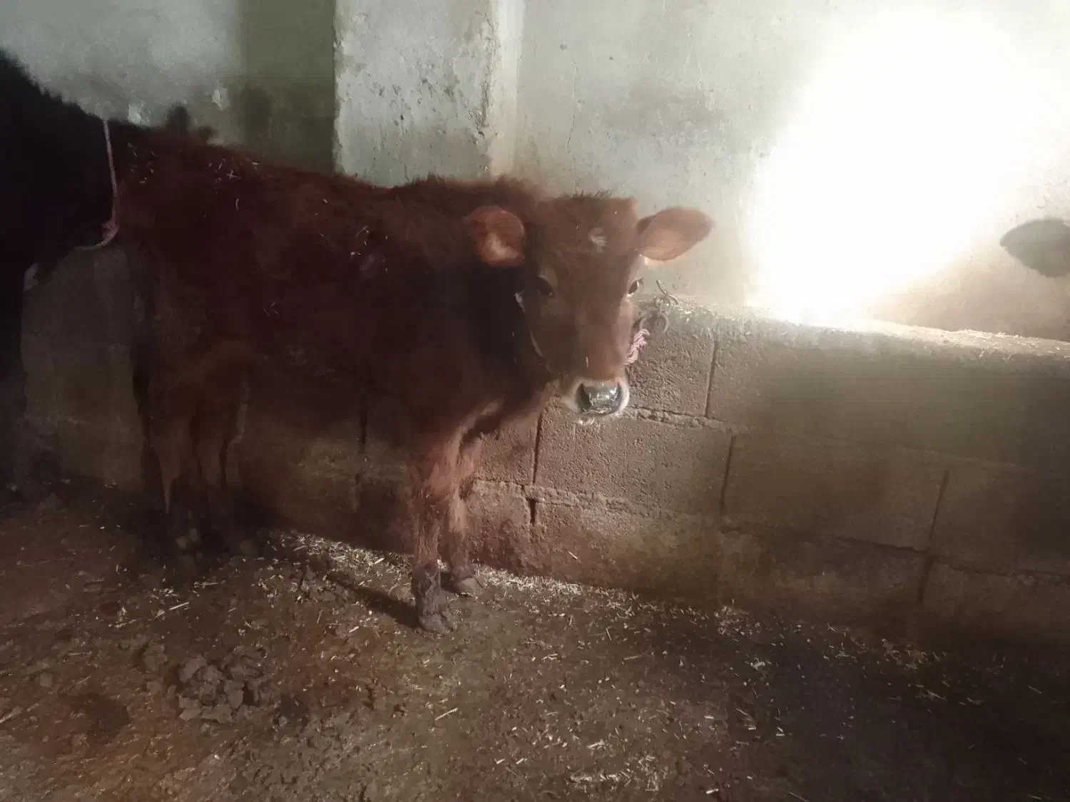 فروش گوساله|حیوانات مزرعه|چمستان, |دیوار