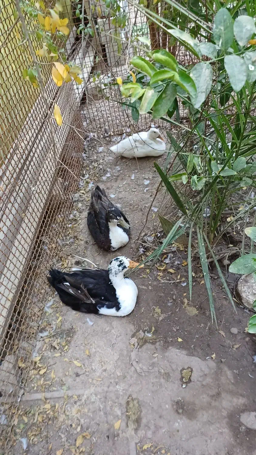 فروش اردک|حیوانات مزرعه|مسجد سلیمان, |دیوار