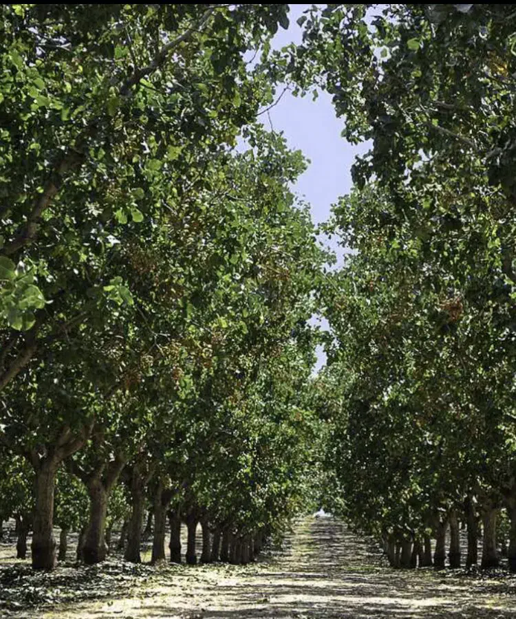 نهال پسته امریکایی|خدمات باغبانی و درختکاری|اصفهان, باغ زیار|دیوار