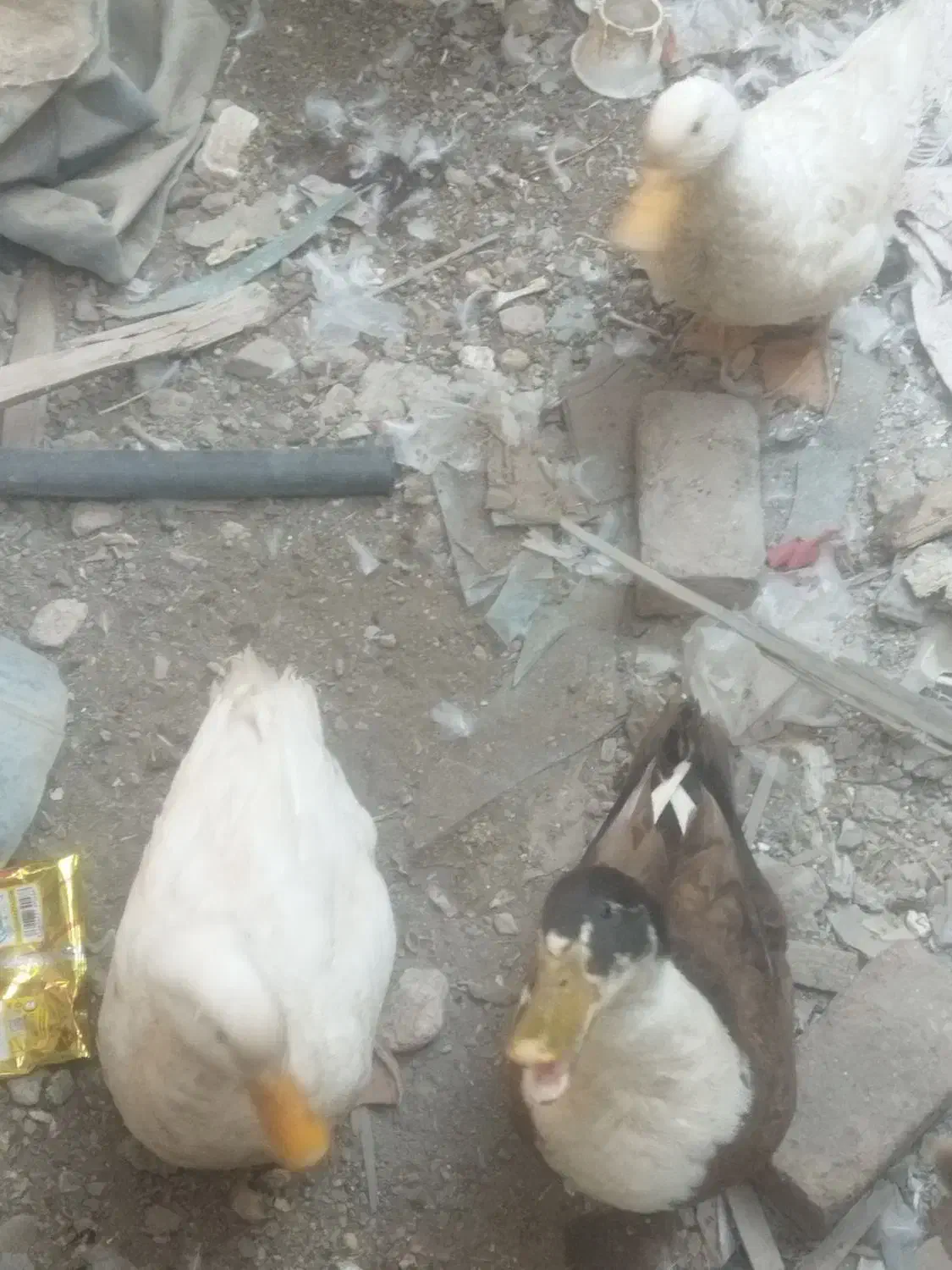 سه عدد اردک بزرگ|حیوانات مزرعه|کیانشهر, |دیوار