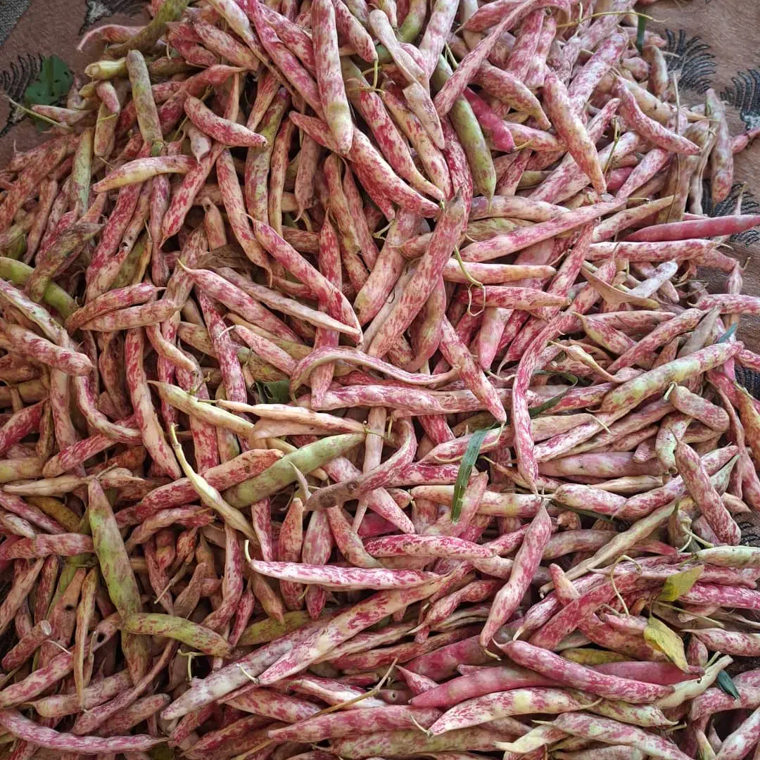 لوبیا چیتی تر غلافدار موجود|خوردنی و آشامیدنی|سیه رود, |دیوار