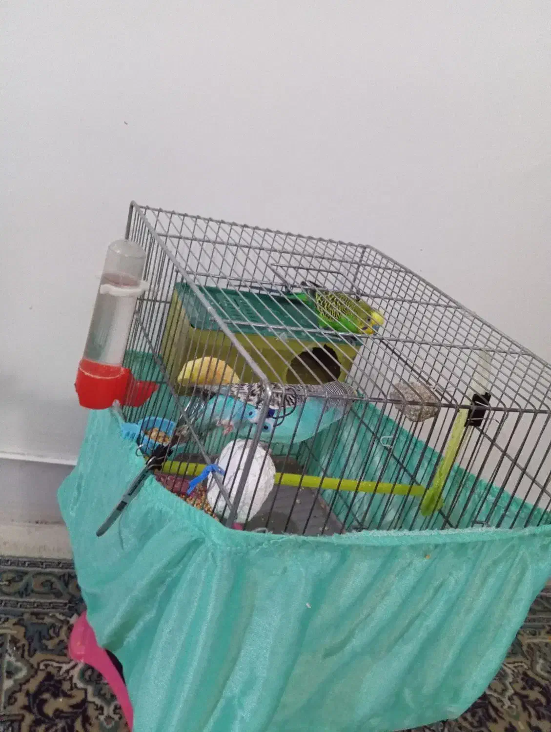 یک جفت مرغ عشق بدون قفس|پرنده|تهران, وحیدیه|دیوار