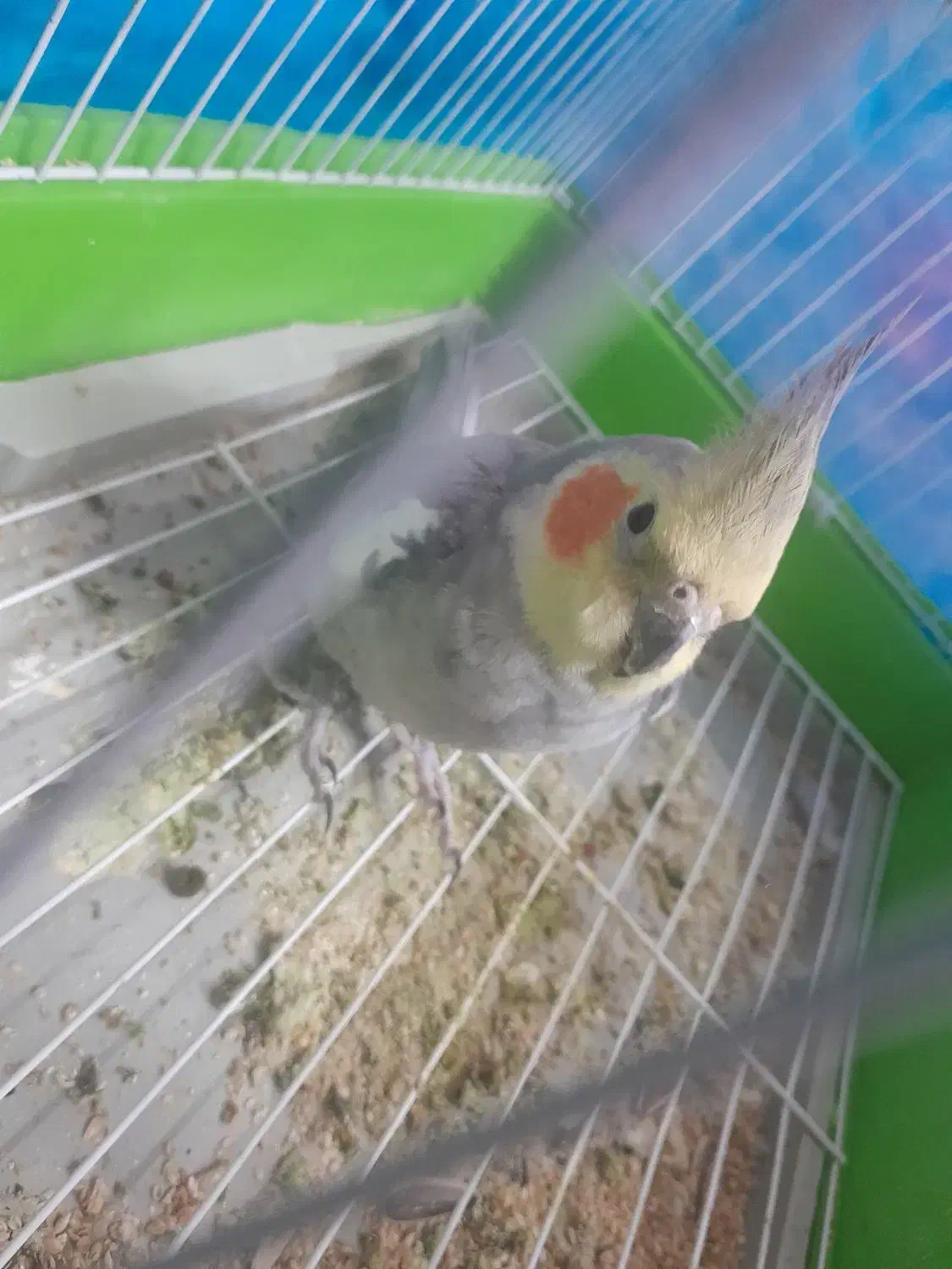 طوطی هلندی|پرنده|مرند, |دیوار