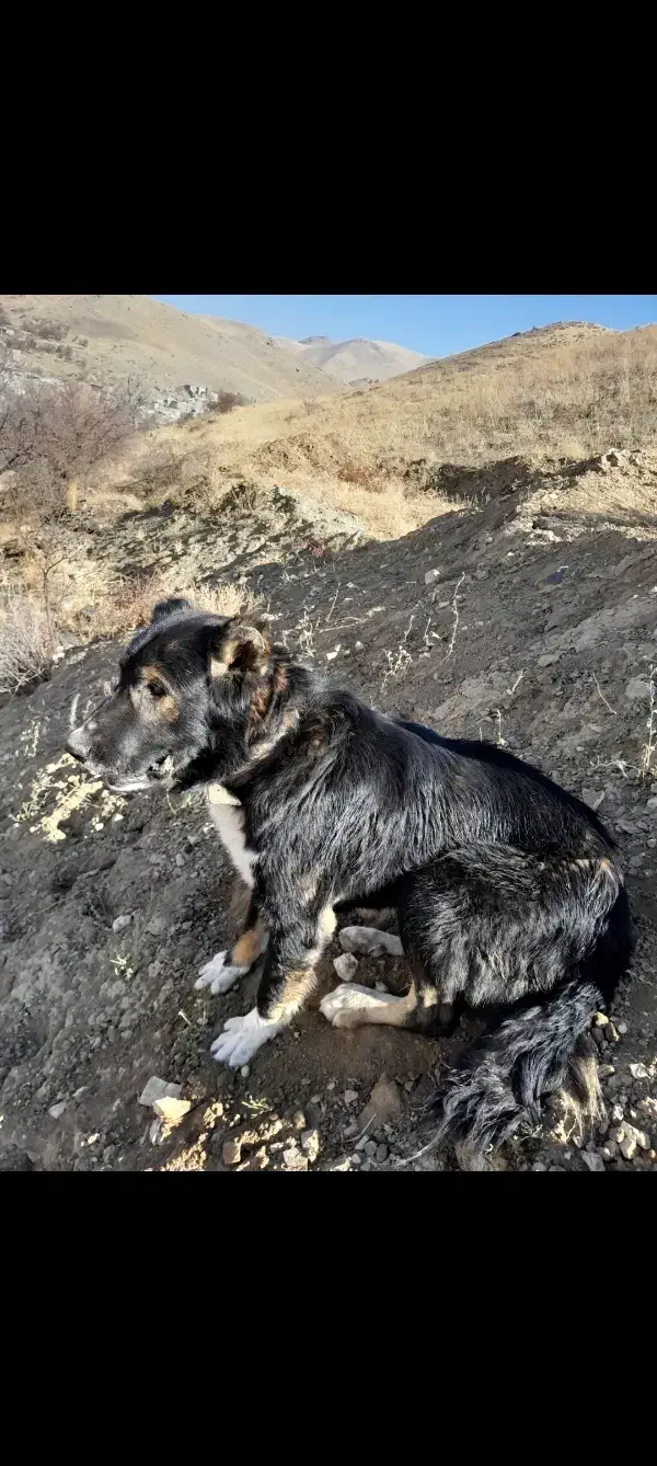 واگذاری سگ نر اصیل ذات قدیم|سگ|هشترود, |دیوار