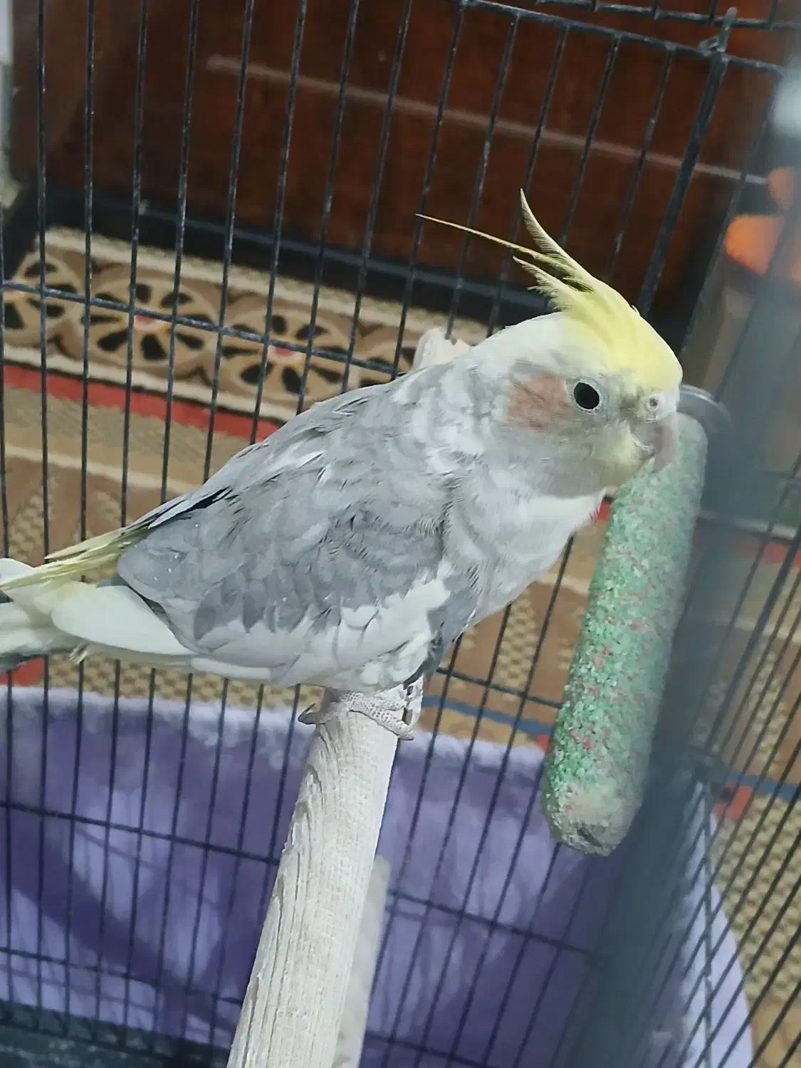 عروس هلندی ماده|پرنده|سنگان, |دیوار