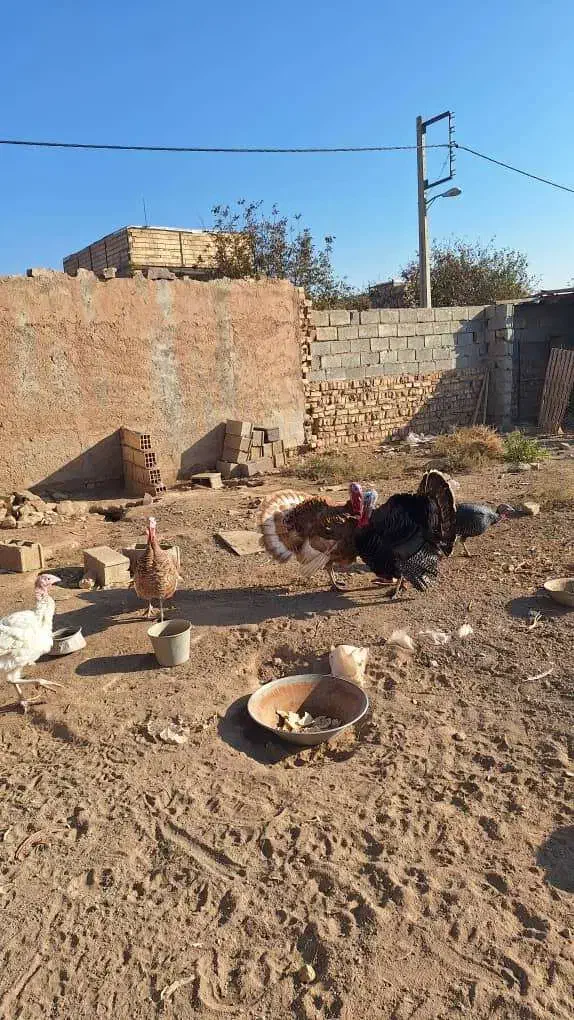 تعدادی مرغ و خروس محلی و گلین و بوقلمون فروشی|حیوانات مزرعه|الوند, |دیوار