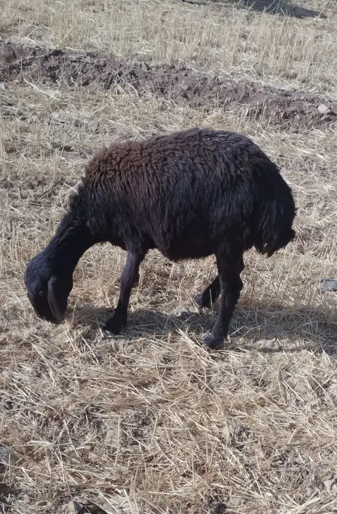 بره ماده|حیوانات مزرعه|شازند, |دیوار