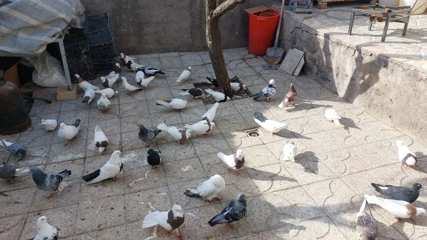 کبوتر|پرنده|میانه, |دیوار