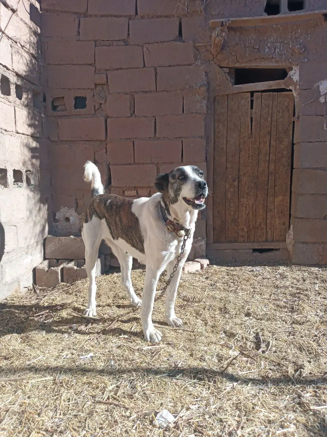 سگ ماده|سگ|نیشابور, هفده شهریور|دیوار