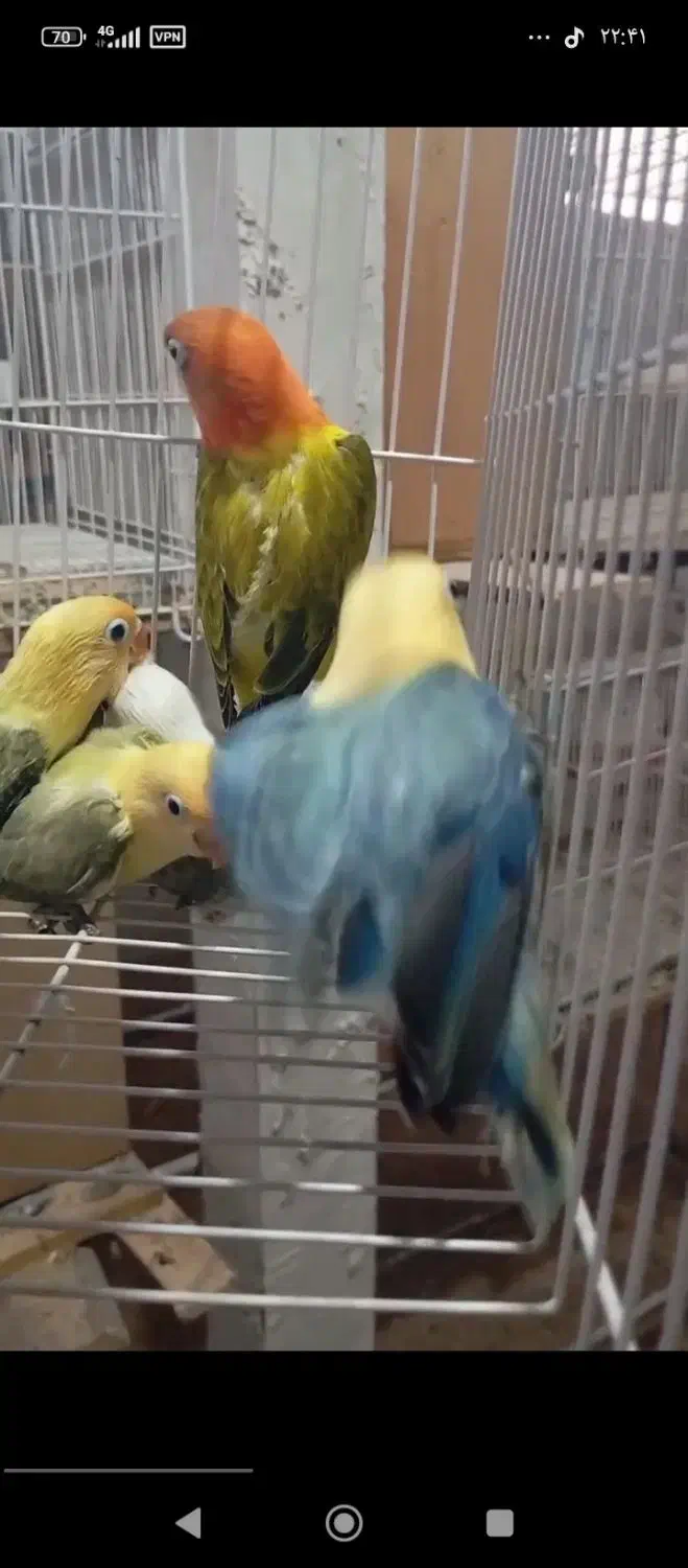 طوطی برزیلی خاص|پرنده|کاشان, شهرک امیرالمومنین|دیوار