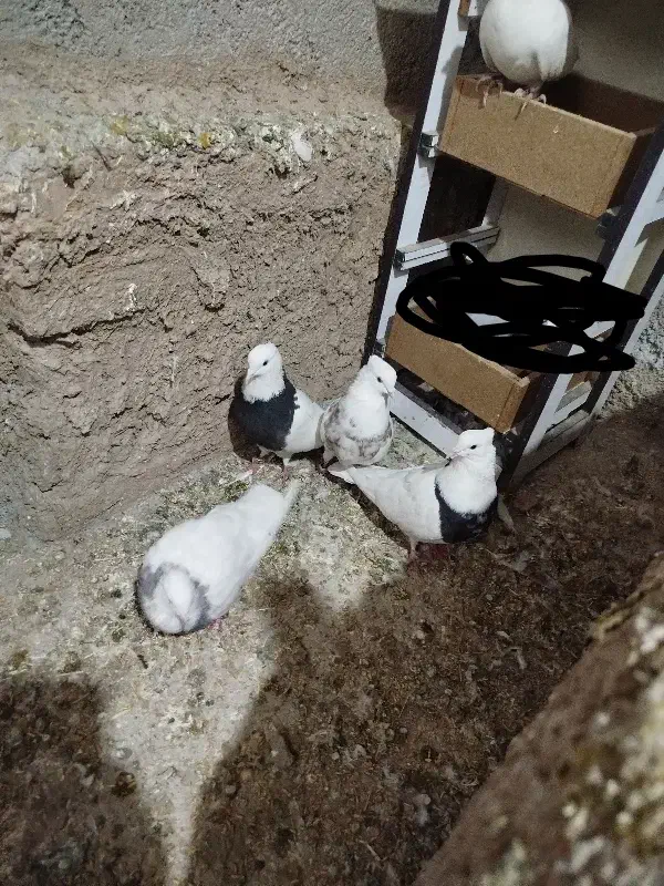 4عدد طوقی|پرنده|پیر سلیمان, |دیوار