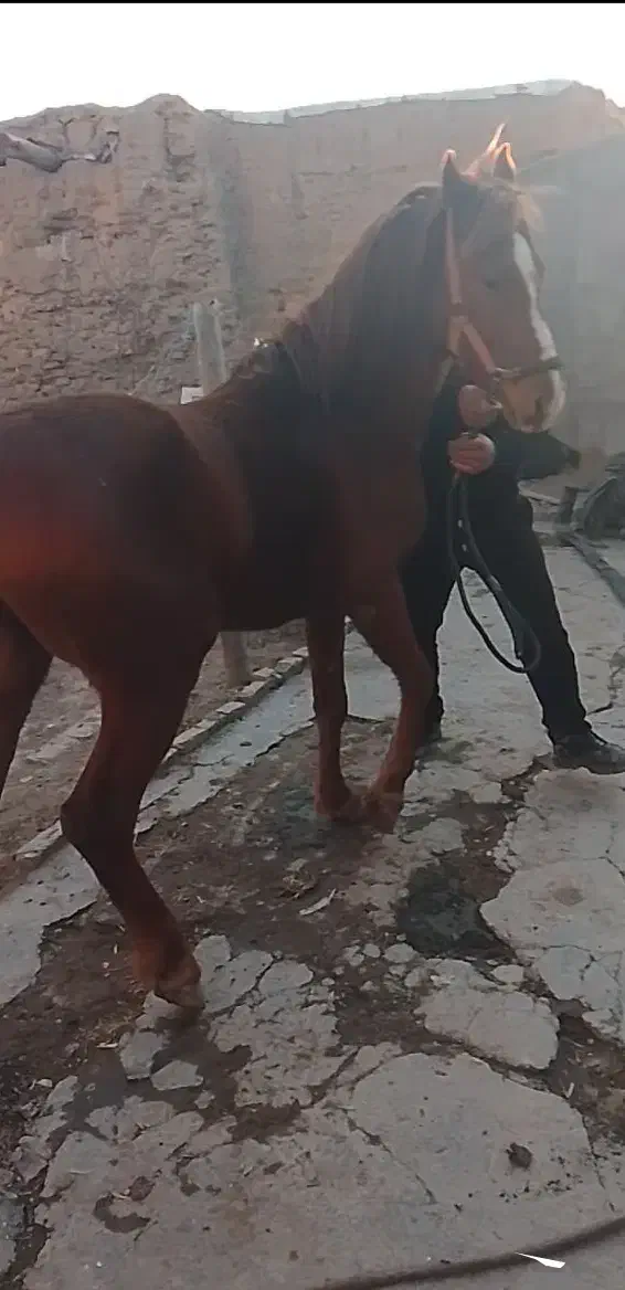 فروش اسب|اسب و تجهیزات اسب‌سواری|تاکستان, |دیوار