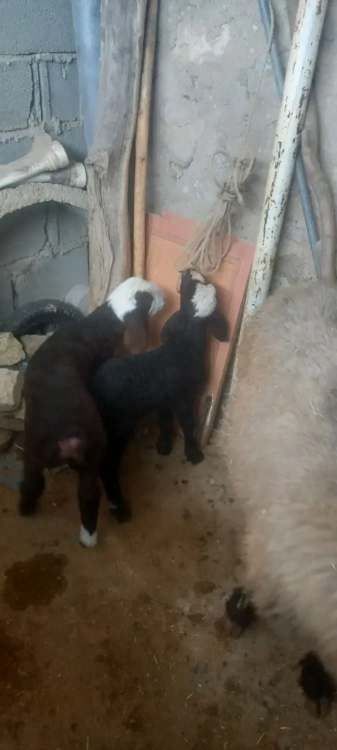 فروش ۳ راس میش بره دار|حیوانات مزرعه|شیراز, خلیلی|دیوار