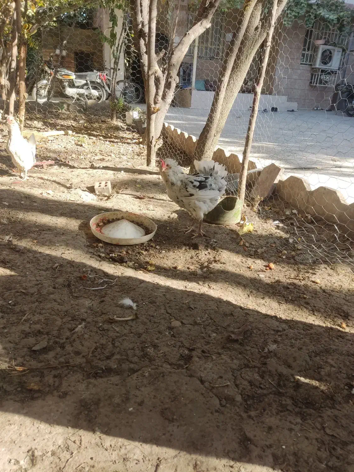 مرغ گلین کرچ|حیوانات مزرعه|مینودشت, |دیوار