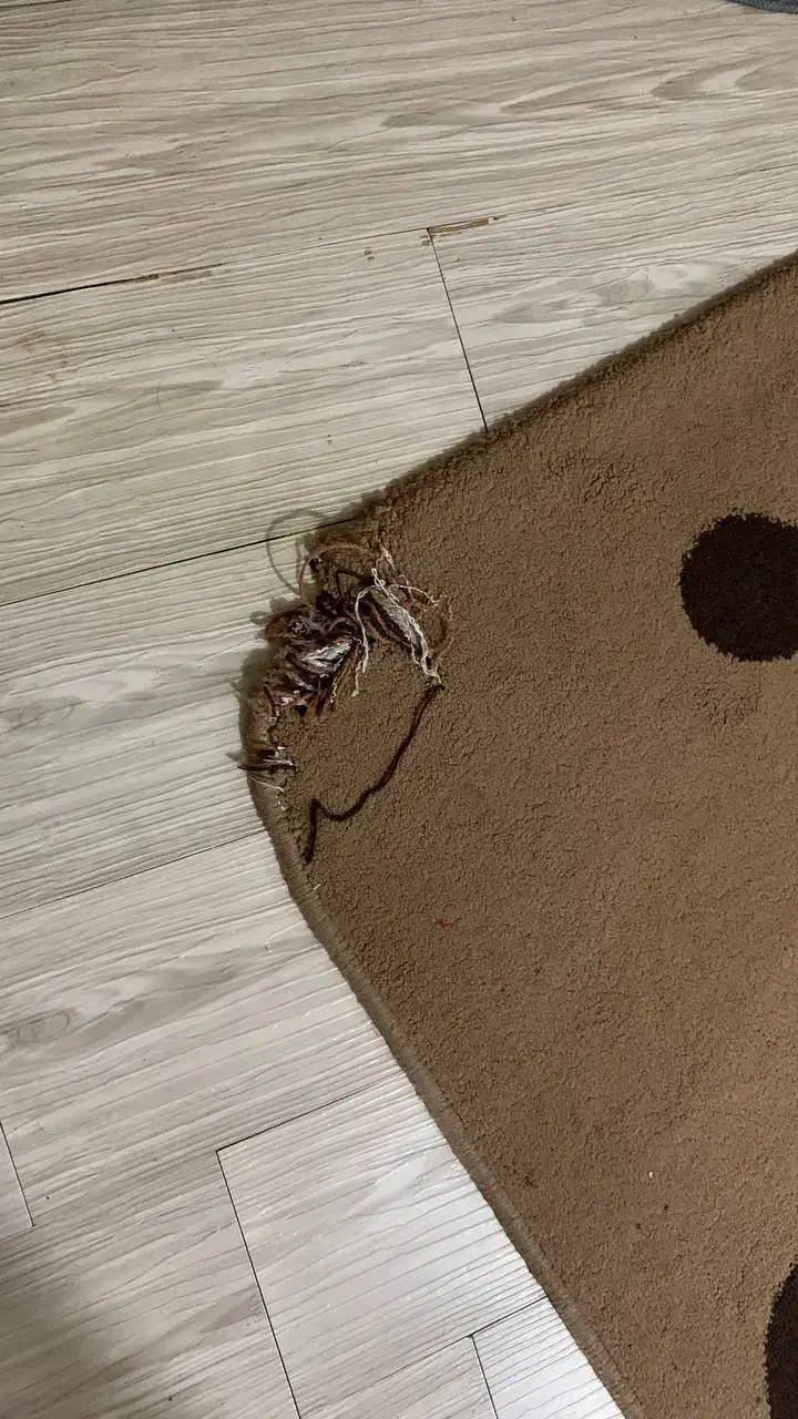 فرش ۴ متری|فرش|نکا, |دیوار