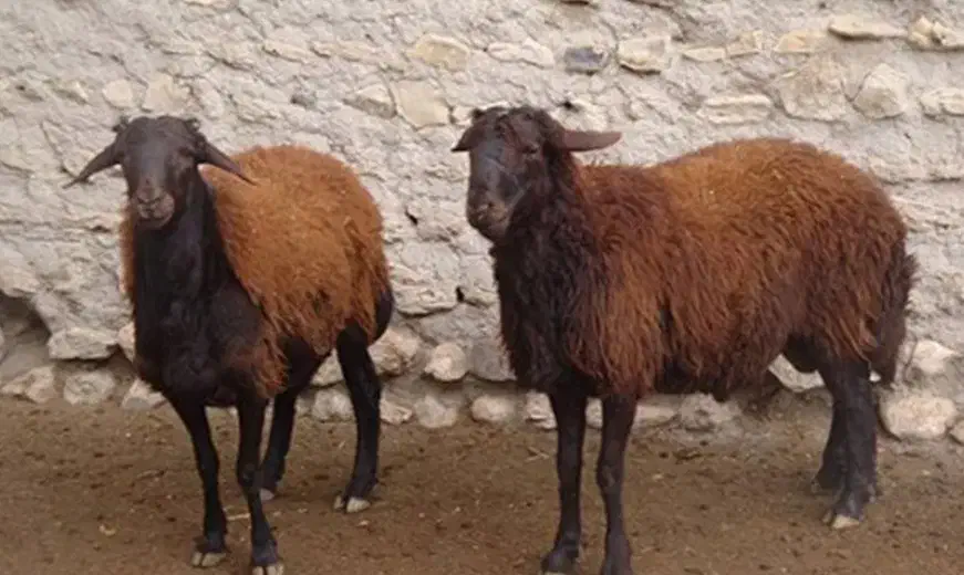 گوسفند|حیوانات|خرمآباد, |دیوار