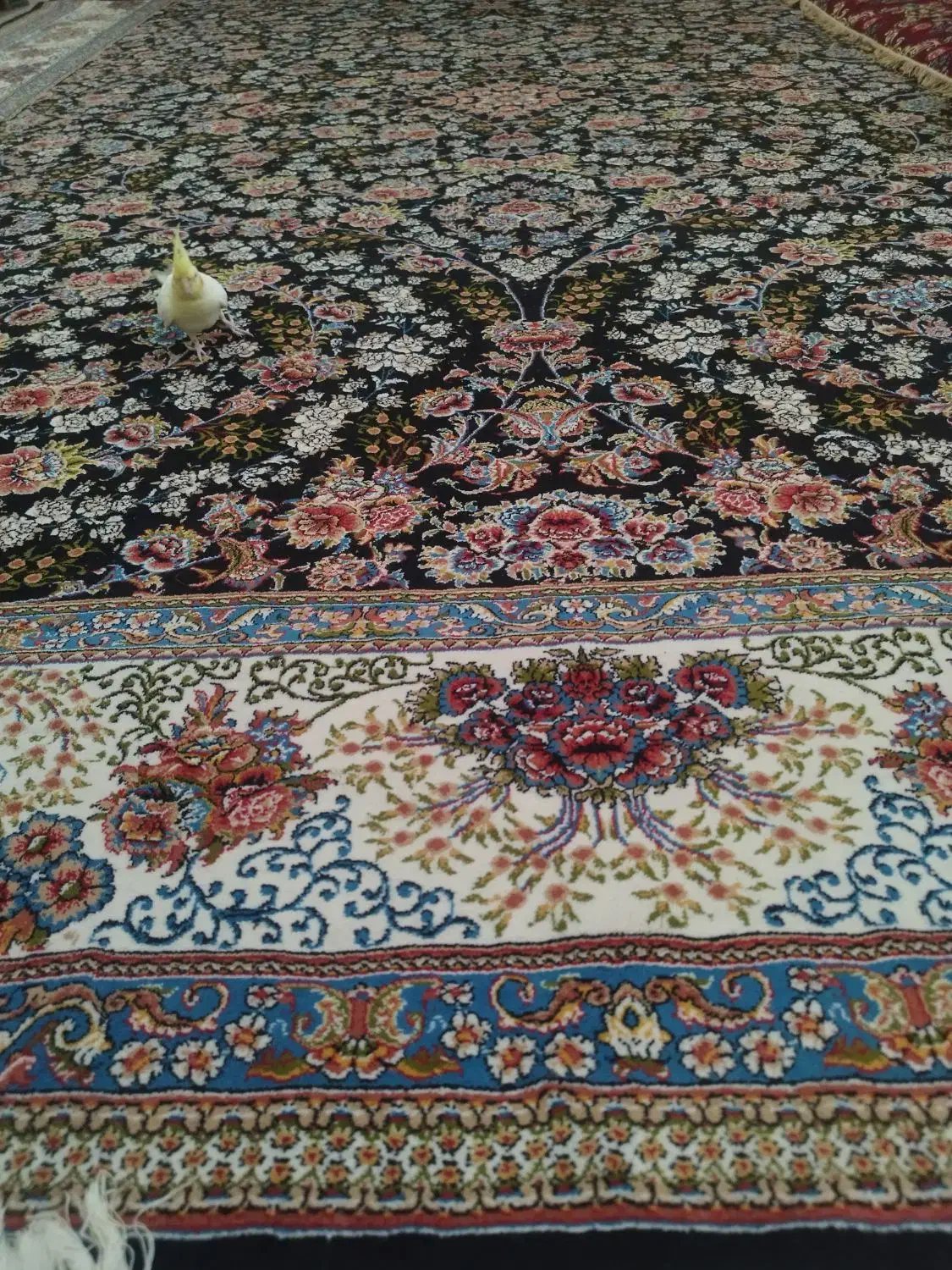 قالی 3+۴ در حد نونو|فرش|کرمان, |دیوار