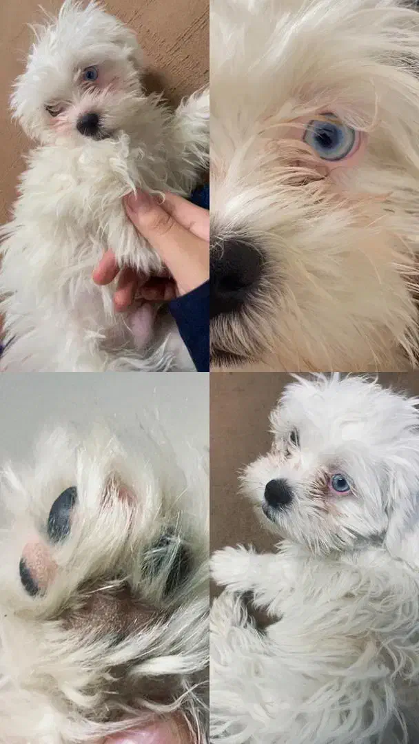 سگ گمشده|حیوانات|یزد, |دیوار