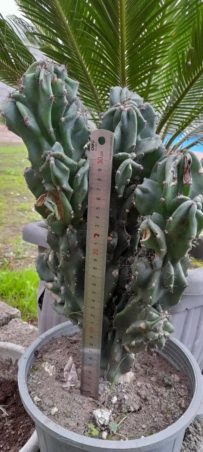 صخره ای|گل و گیاه طبیعی|رشت, حومه رشت|دیوار