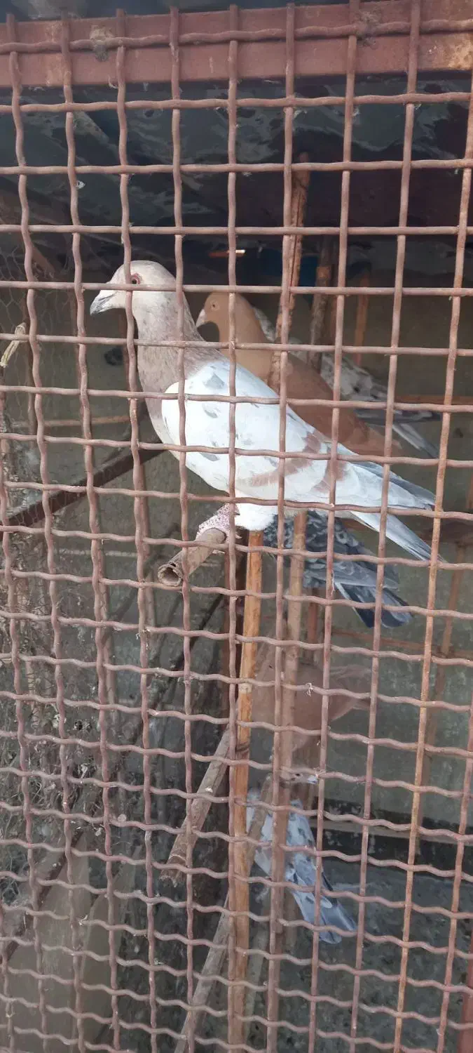 کبوتر هفت رنگ|پرنده|اقبالیه, |دیوار