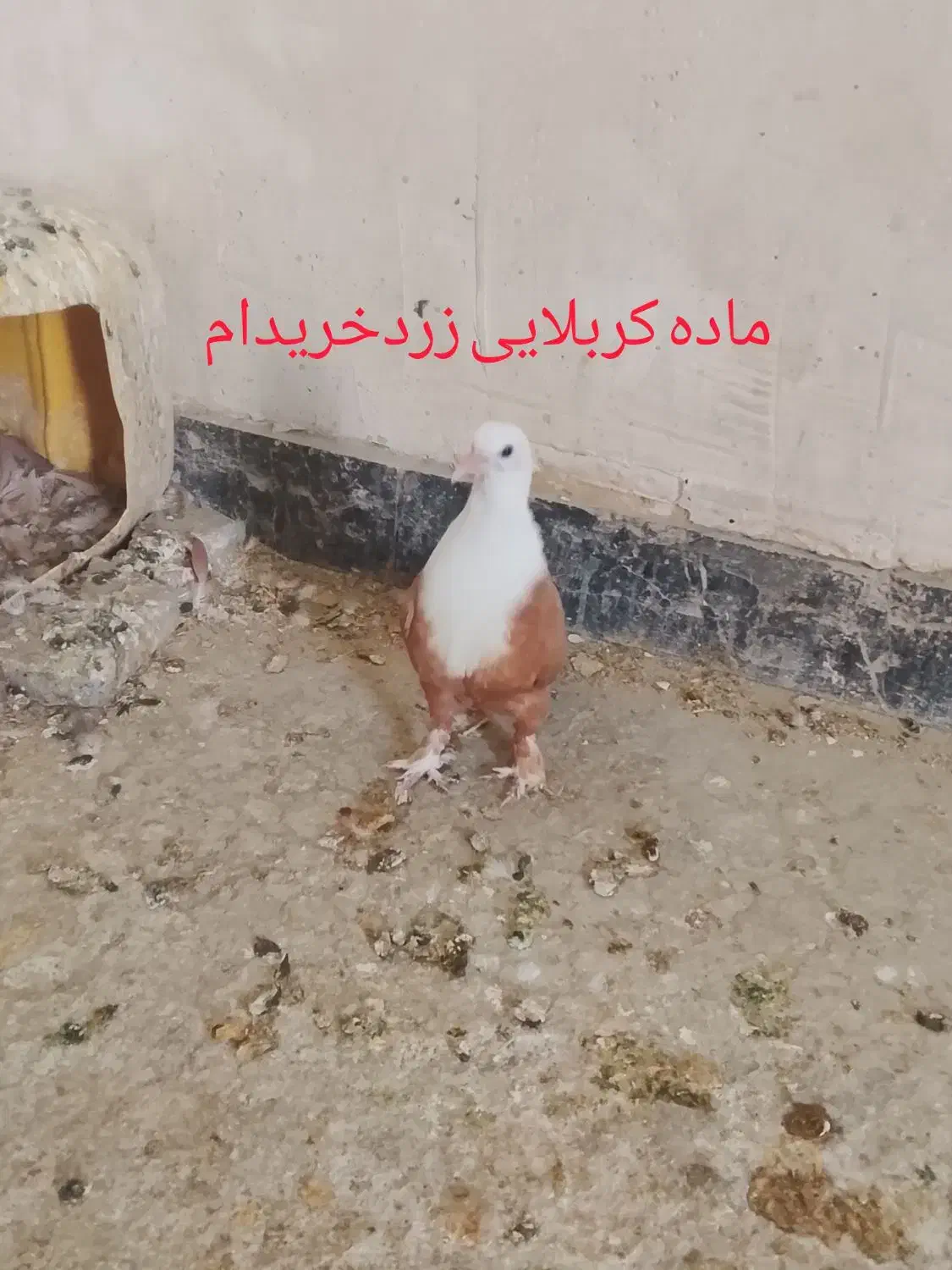 ماده کربلایی|حیوانات|زاهدان, |دیوار