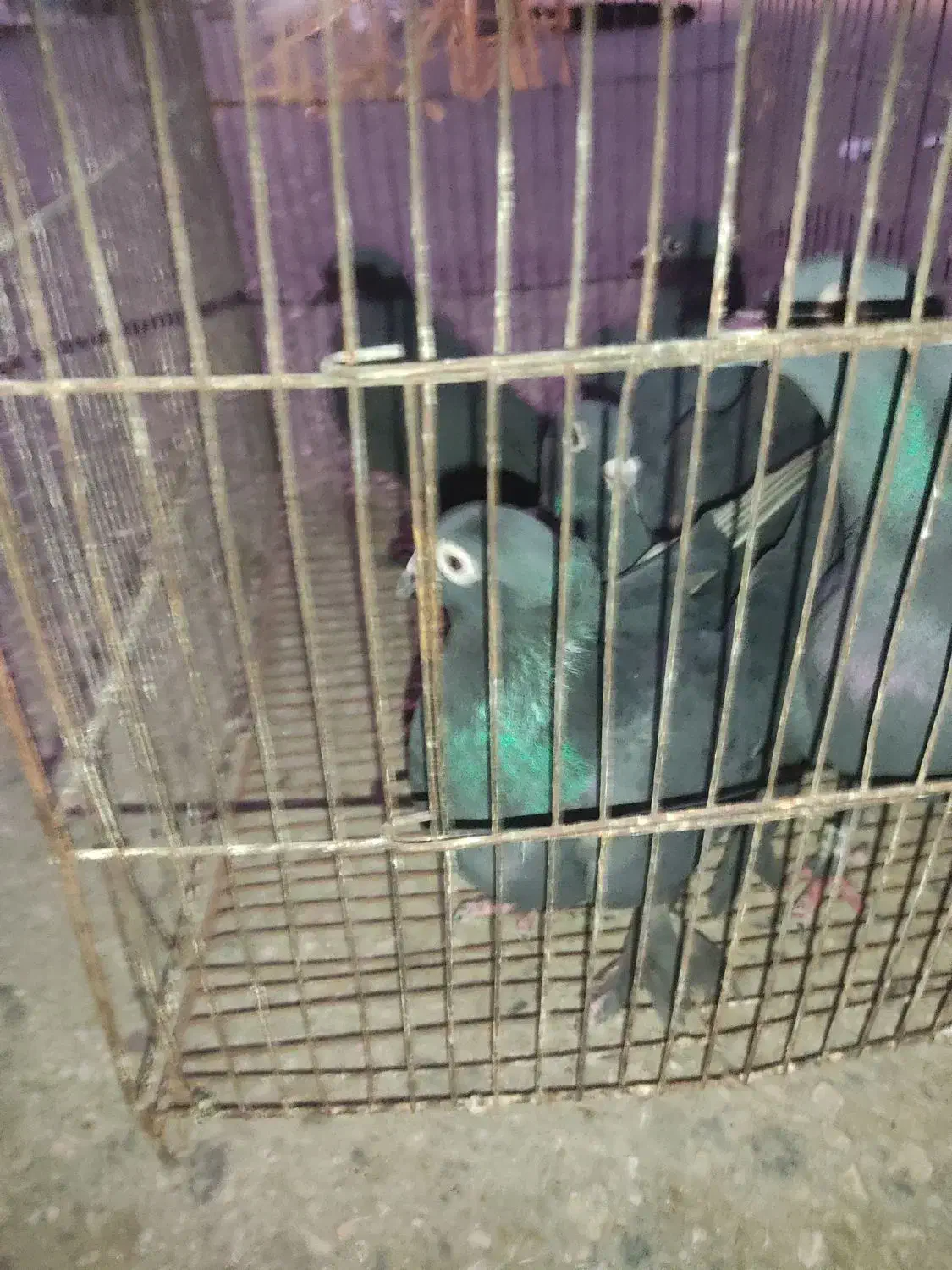 کبوتر زاغ|پرنده|رامیان, |دیوار