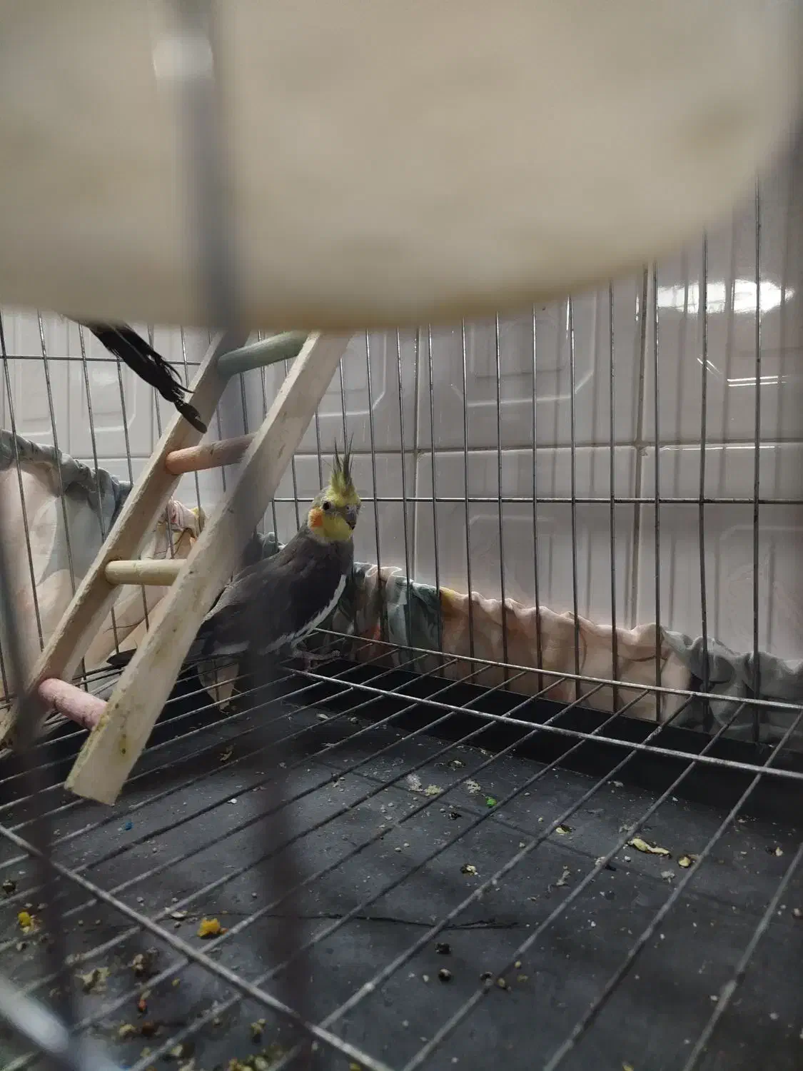 عروس هلندی نر مست|پرنده|پاکدشت, پاکدشت (مامازند)|دیوار