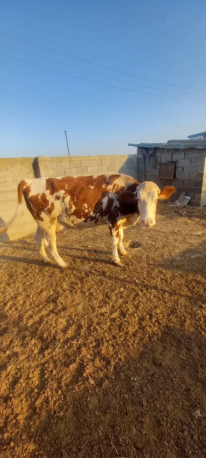 گاو سیمیتال|حیوانات مزرعه|سیمین شهر, |دیوار