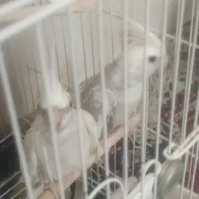 جفت عروس هلندی کارداده|پرنده|شیراز, فضلآباد|دیوار