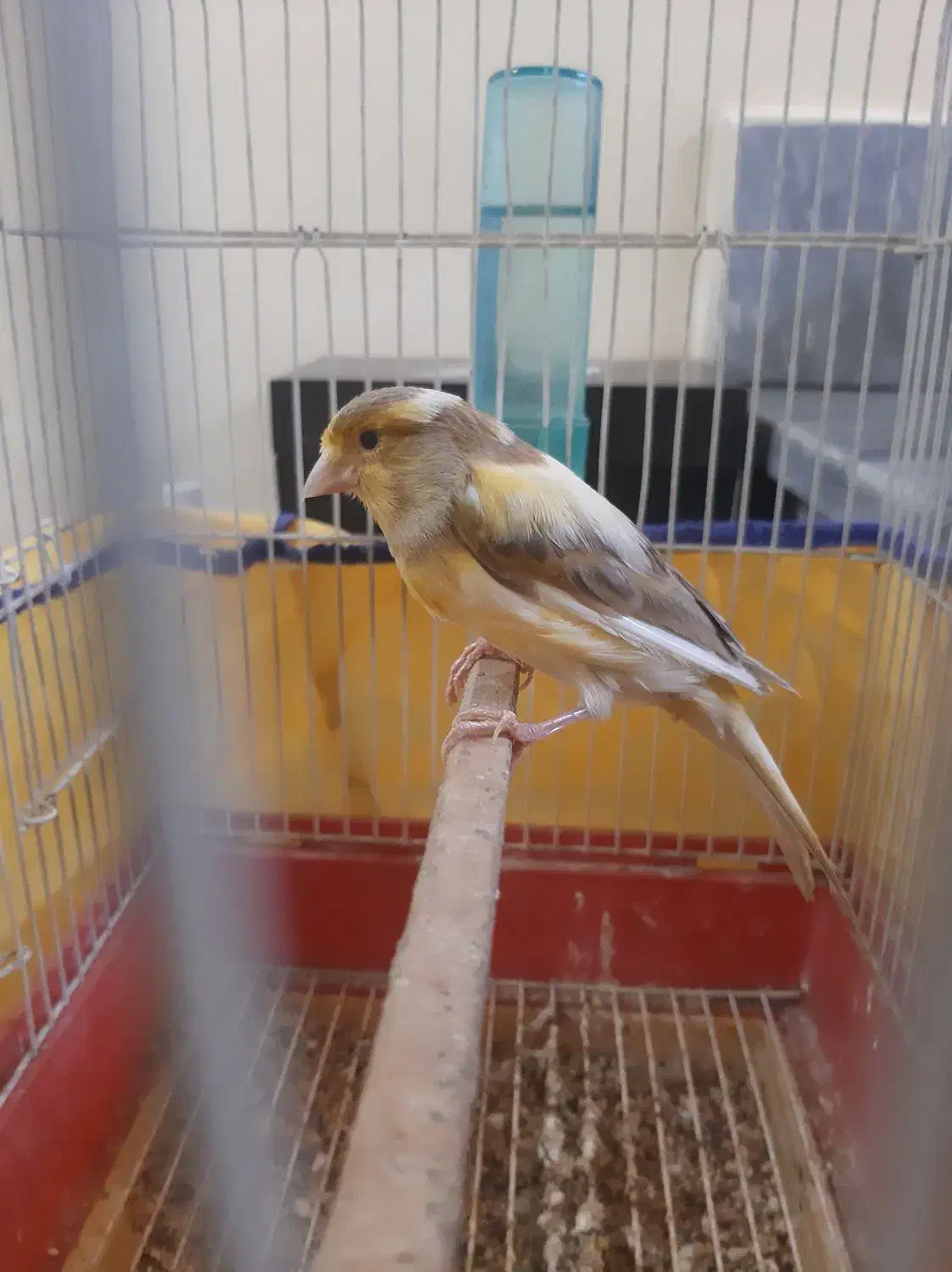 قناری|پرنده|گلستان (تهران), |دیوار