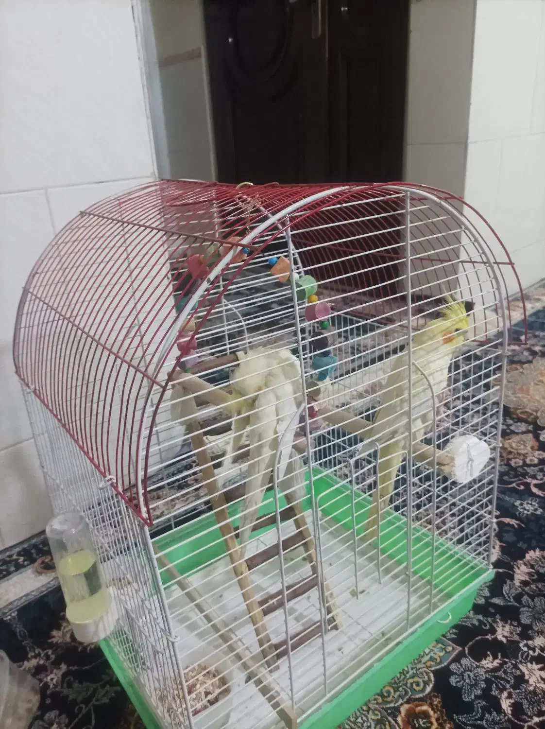 عروس هلندی دوتا نر|پرنده|قزوین, |دیوار