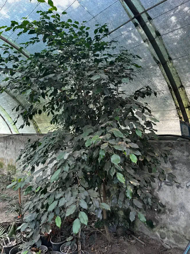 بنجامین بلک|گل و گیاه طبیعی|آمل, |دیوار