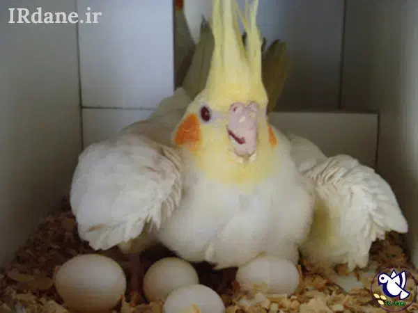 عروس هلندی ماده سینم|پرنده|ایلام, |دیوار