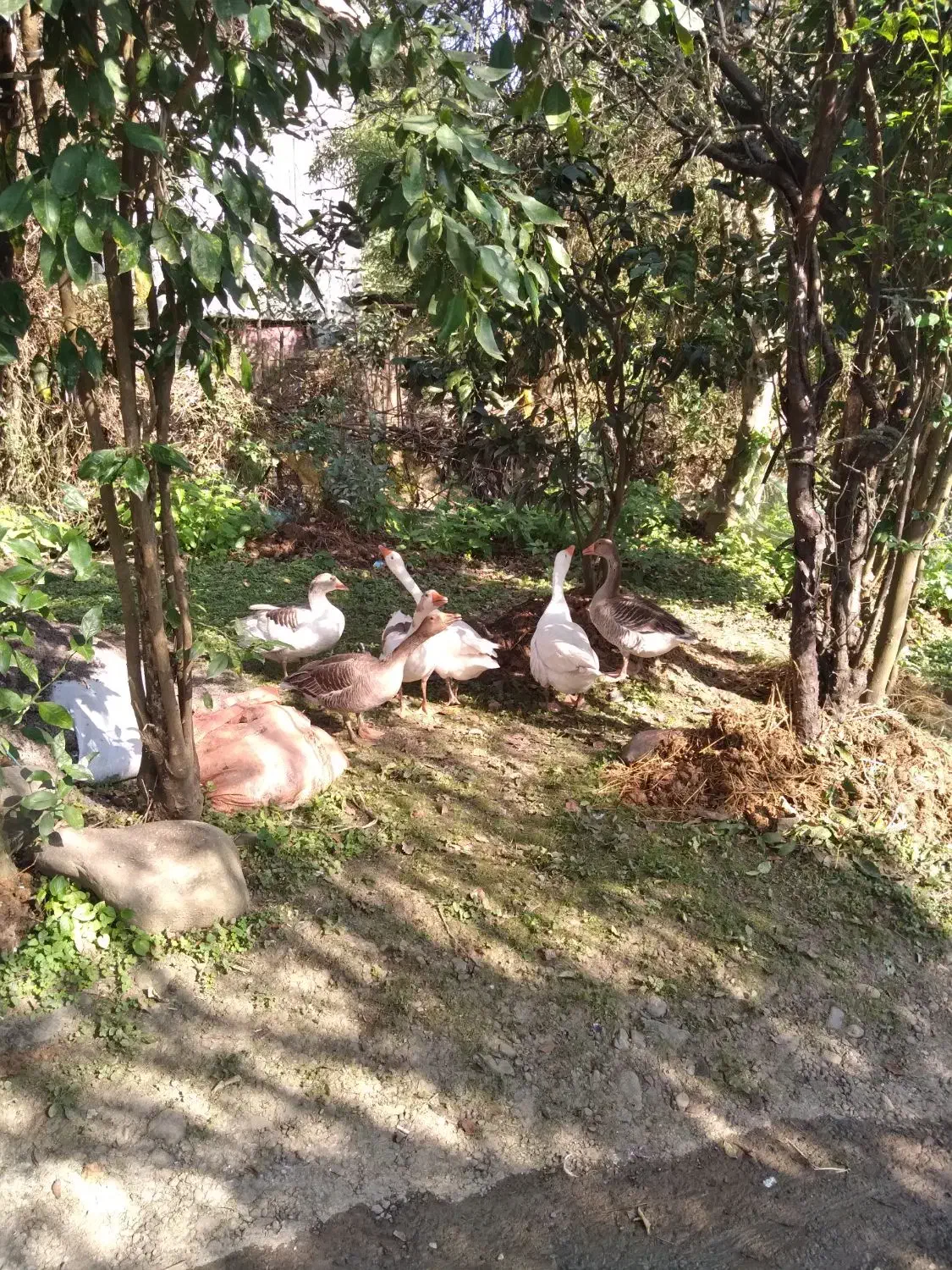 نداشتن موقعیت|حیوانات مزرعه|کومله, |دیوار