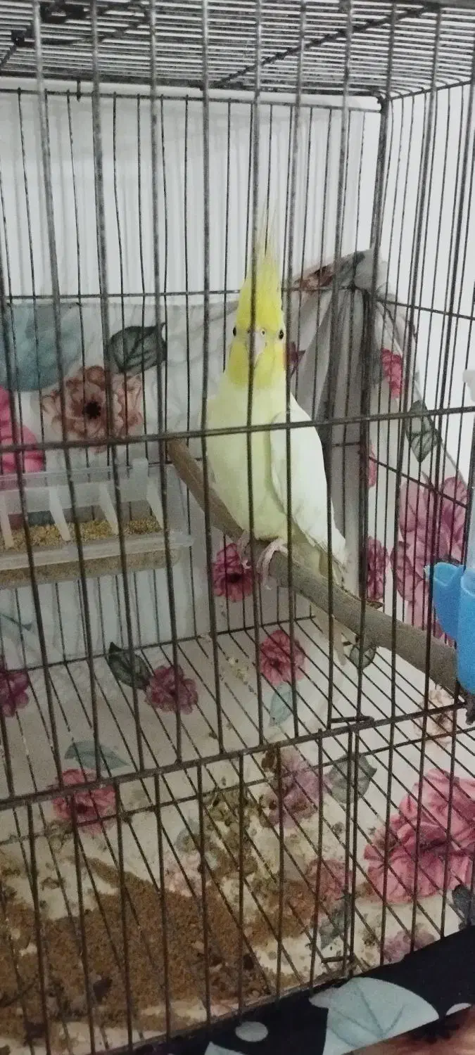 عروس هلندی نر|پرنده|رومشکان, |دیوار