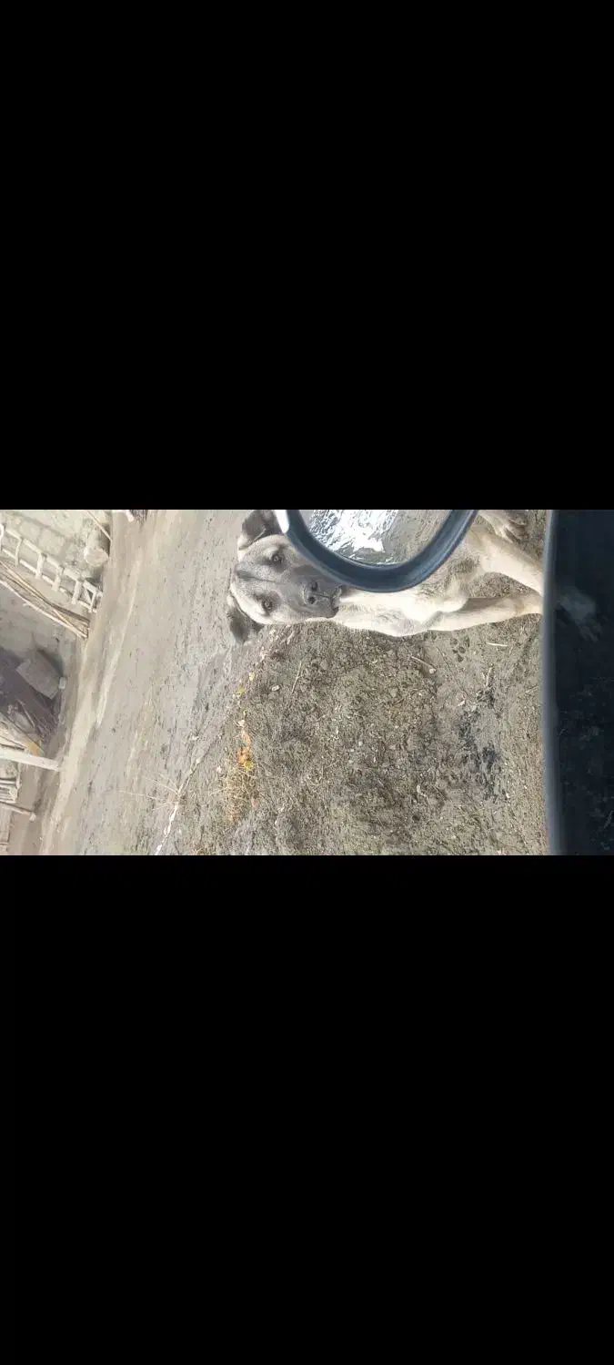 سگ اصیل سرابی|سگ|ارومیه, |دیوار