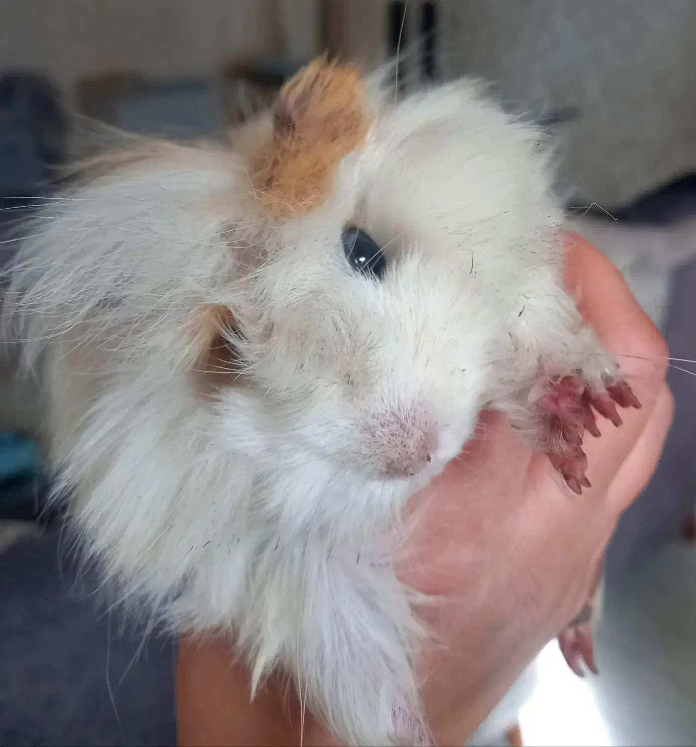 خوکچه هندی|موش و خرگوش|گنبد کاووس, |دیوار