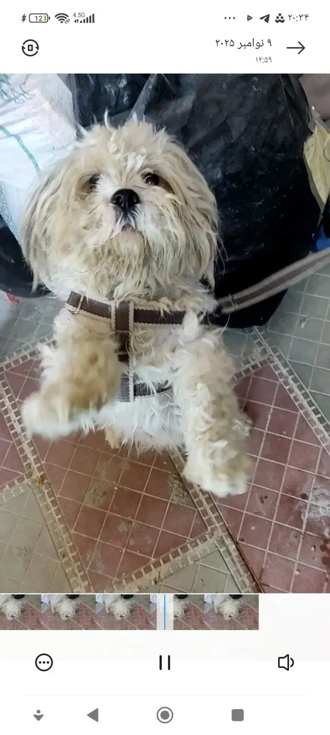 سگ پاکوتاه شیتزو|سگ|آشخانه, |دیوار