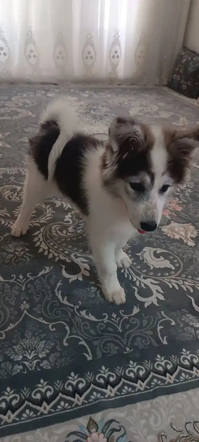 فروش سگ هاسکی نر|سگ|محلات, |دیوار