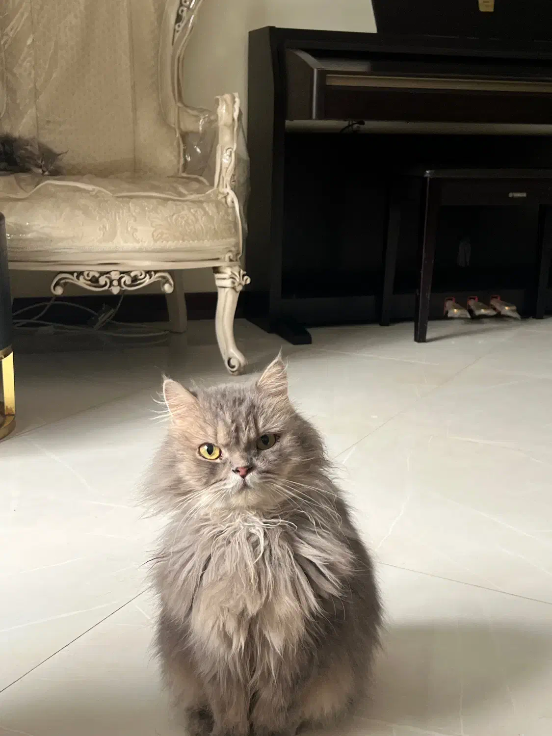 گربه بریتیش لانگ هیر|گربه|کرج, عظیمیه|دیوار