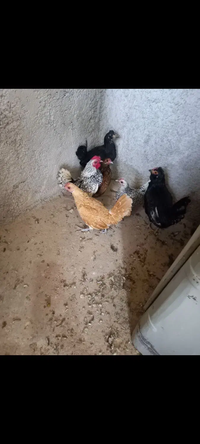 مرغ، خروس|حیوانات مزرعه|یزد, |دیوار