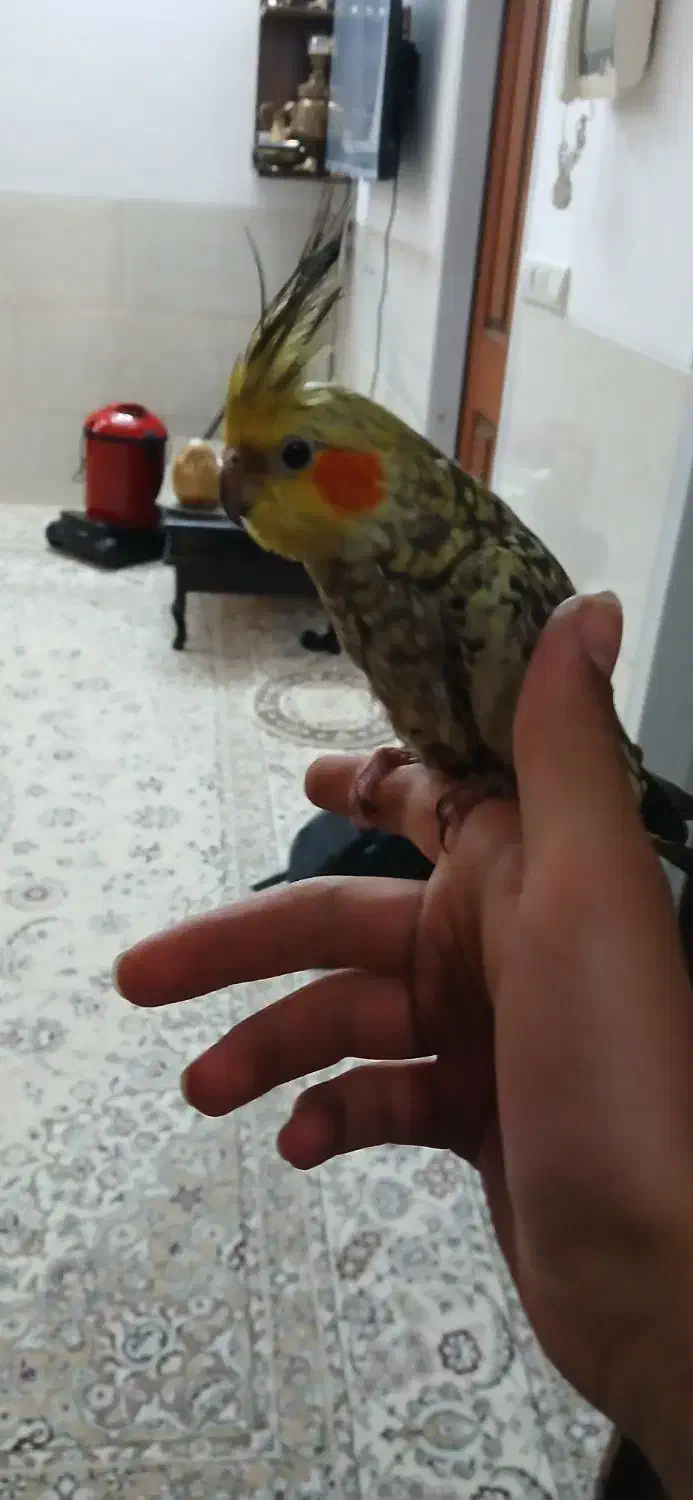 گم شده عروس هلندی|پرنده|مهریز, |دیوار