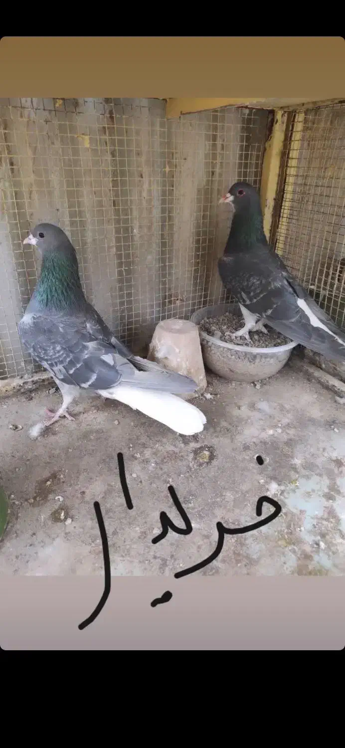 خرقه روس سبز و زره|پرنده|اصفهان, شهرک کاوه|دیوار