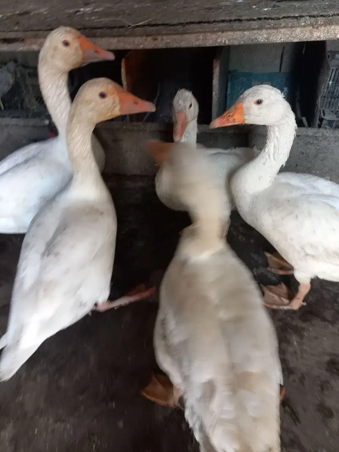 غاز|حیوانات مزرعه|رشت, حومه رشت|دیوار